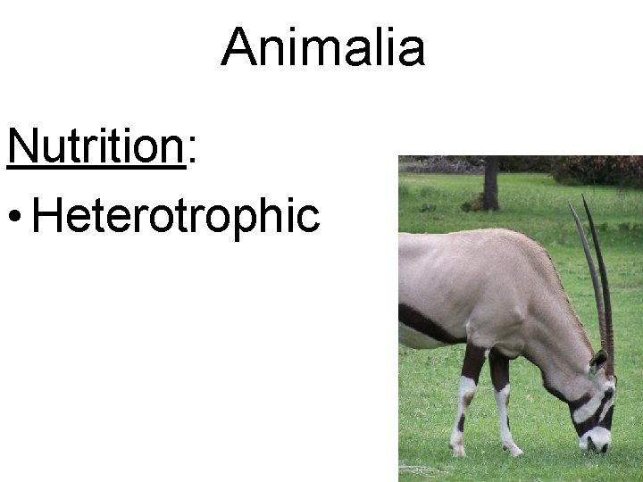 Animalia Nutrition: • Heterotrophic 