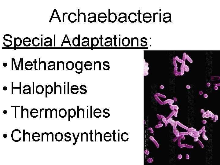 Archaebacteria Special Adaptations: • Methanogens • Halophiles • Thermophiles • Chemosynthetic 