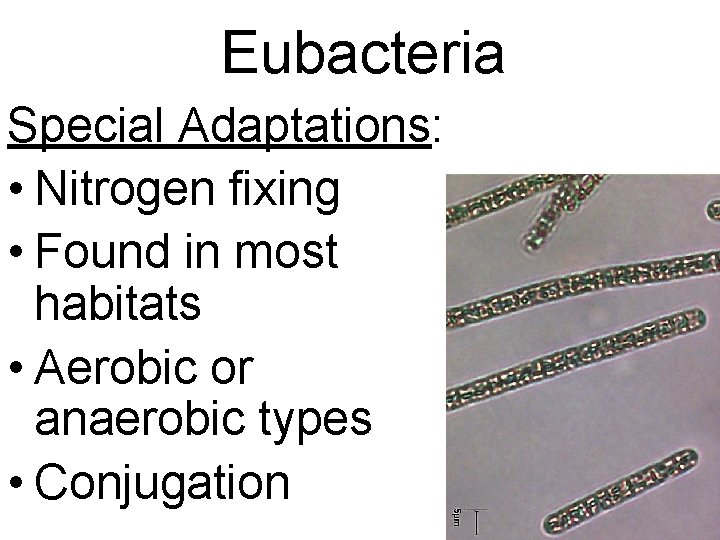 Eubacteria Special Adaptations: • Nitrogen fixing • Found in most habitats • Aerobic or