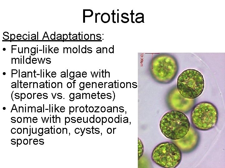 Protista Special Adaptations: • Fungi-like molds and mildews • Plant-like algae with alternation of