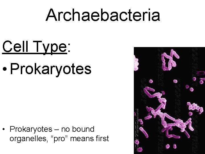 Archaebacteria Cell Type: • Prokaryotes – no bound organelles, “pro” means first 