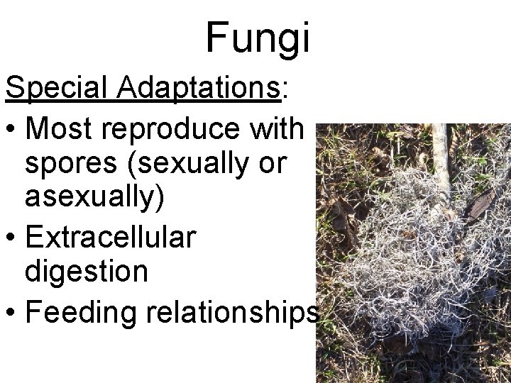 Fungi Special Adaptations: • Most reproduce with spores (sexually or asexually) • Extracellular digestion