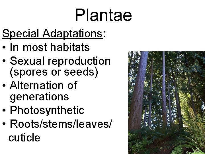 Plantae Special Adaptations: • In most habitats • Sexual reproduction (spores or seeds) •