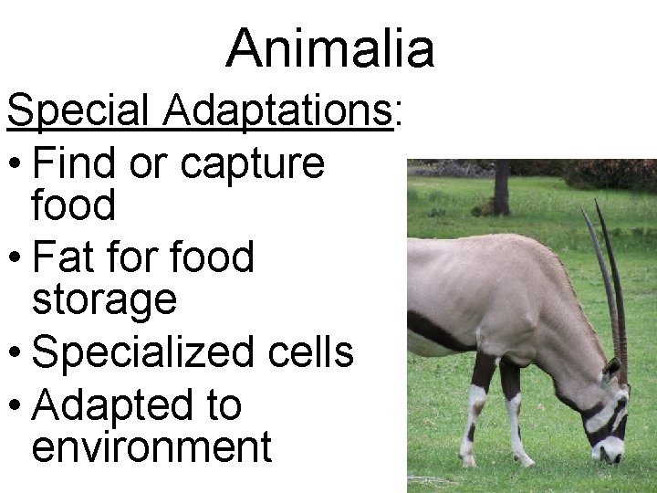 Animalia Special Adaptations: • Find or capture food • Fat for food storage •