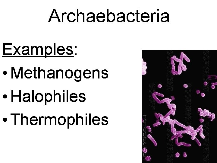 Archaebacteria Examples: • Methanogens • Halophiles • Thermophiles 