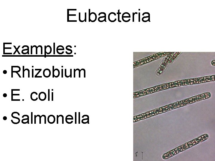 Eubacteria Examples: • Rhizobium • E. coli • Salmonella 