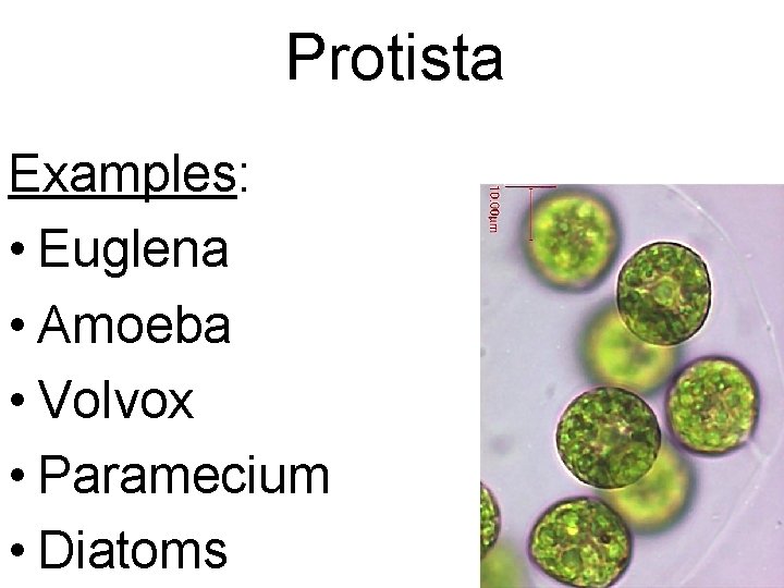 Protista Examples: • Euglena • Amoeba • Volvox • Paramecium • Diatoms 