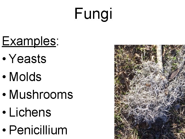 Fungi Examples: • Yeasts • Molds • Mushrooms • Lichens • Penicillium 