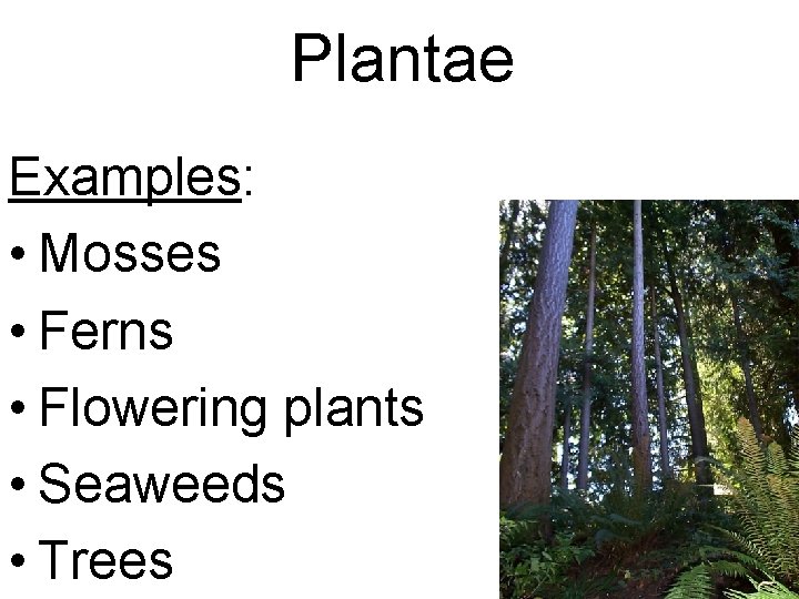 Plantae Examples: • Mosses • Ferns • Flowering plants • Seaweeds • Trees 