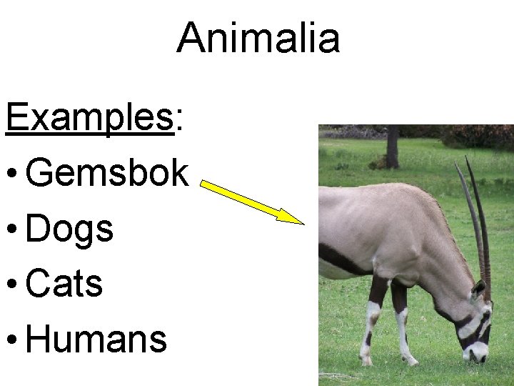 Animalia Examples: • Gemsbok • Dogs • Cats • Humans 