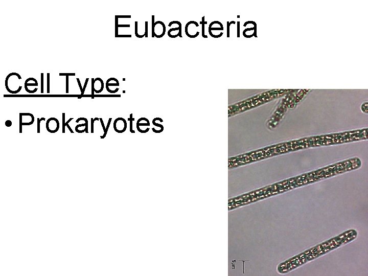 Eubacteria Cell Type: • Prokaryotes 
