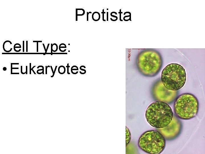 Protista Cell Type: • Eukaryotes 