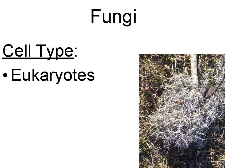 Fungi Cell Type: • Eukaryotes 