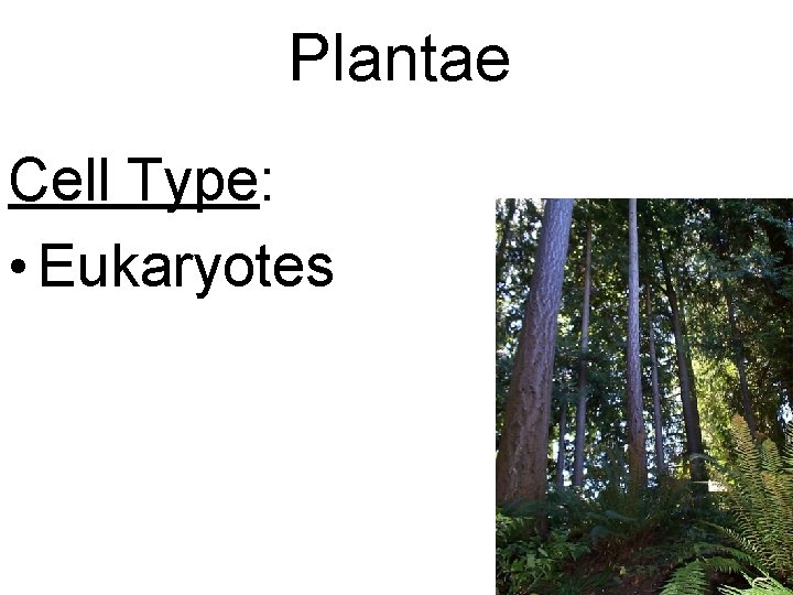 Plantae Cell Type: • Eukaryotes 