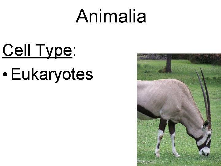 Animalia Cell Type: • Eukaryotes 