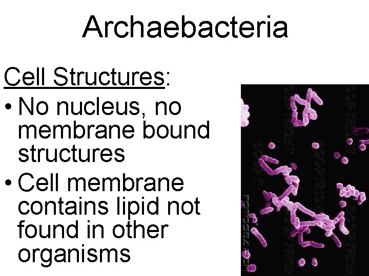 Archaebacteria Cell Structures: • No nucleus, no membrane bound structures • Cell membrane contains