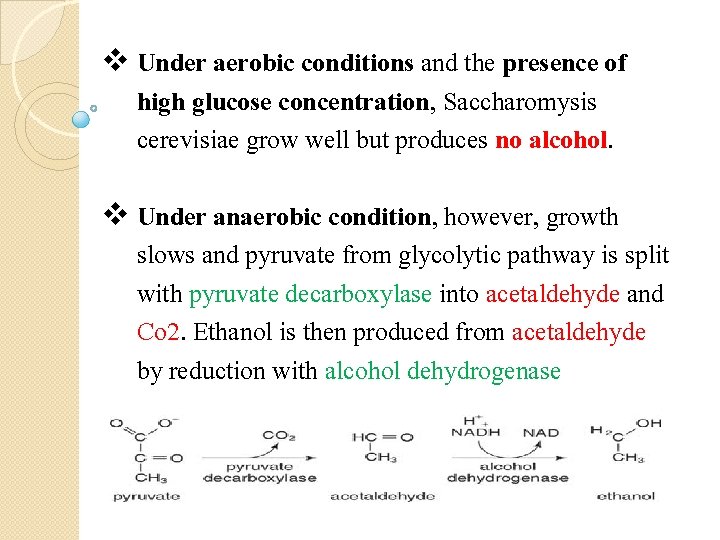 v Under aerobic conditions and the presence of high glucose concentration, Saccharomysis cerevisiae grow