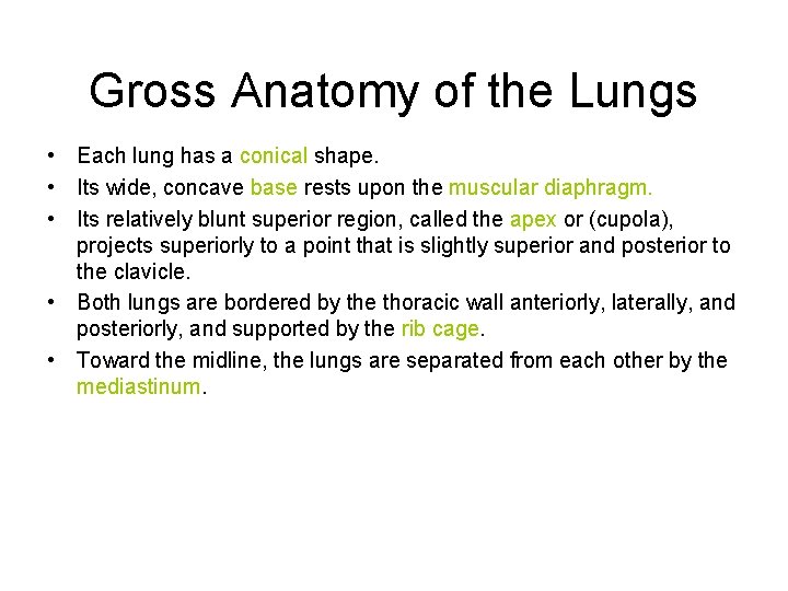 Gross Anatomy of the Lungs • Each lung has a conical shape. • Its