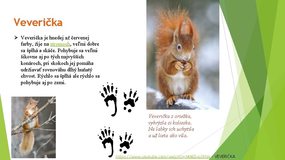 Veverička Ø Veverička je hnedej až červenej farby, žije na stromoch, veľmi dobre sa