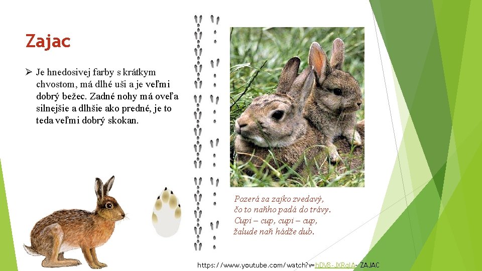 Zajac Ø Je hnedosivej farby s krátkym chvostom, má dlhé uši a je veľmi