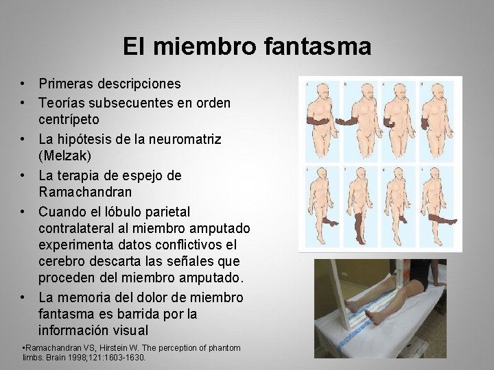 El miembro fantasma • Primeras descripciones • Teorías subsecuentes en orden centrípeto • La