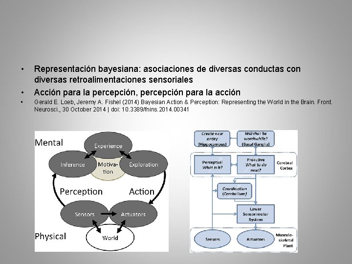  • • • Representación bayesiana: asociaciones de diversas conductas con diversas retroalimentaciones sensoriales