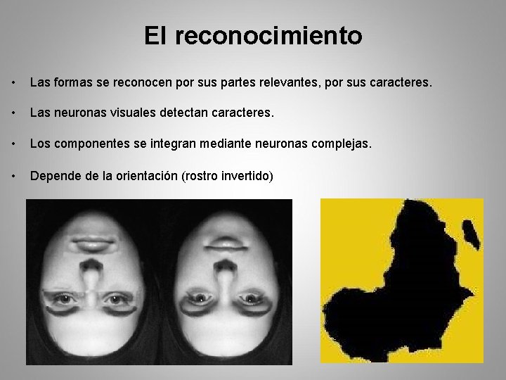 El reconocimiento • Las formas se reconocen por sus partes relevantes, por sus caracteres.