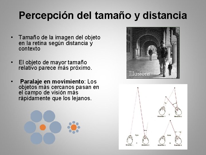 Percepción del tamaño y distancia • Tamaño de la imagen del objeto en la