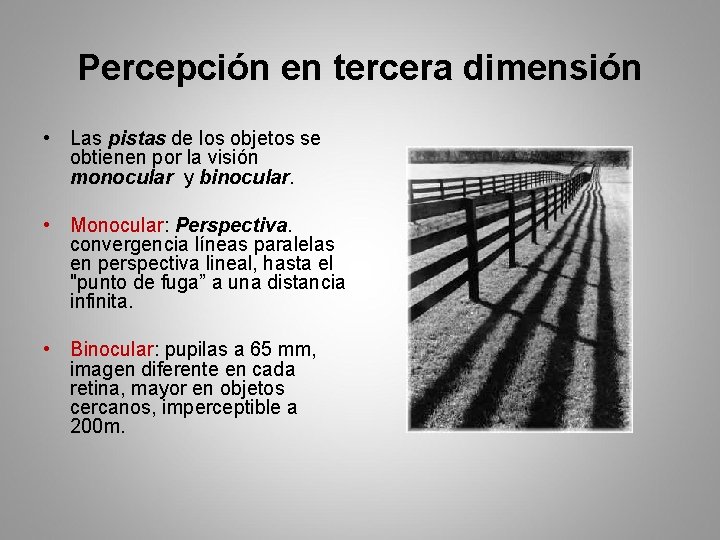 Percepción en tercera dimensión • Las pistas de los objetos se obtienen por la