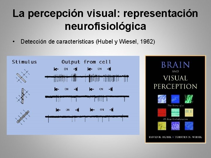 La percepción visual: representación neurofisiológica • Detección de características (Hubel y Wiesel, 1962) 