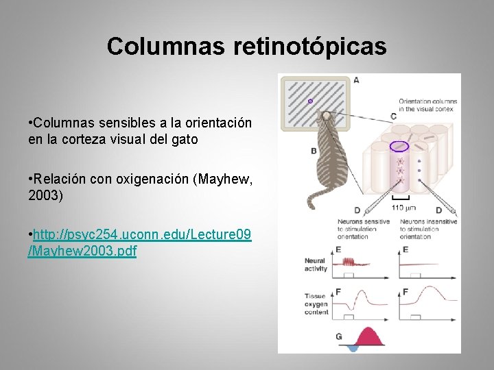 Columnas retinotópicas • Columnas sensibles a la orientación en la corteza visual del gato