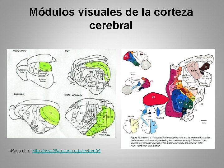 Módulos visuales de la corteza cerebral • Kaas et. al http: //psyc 254. uconn.