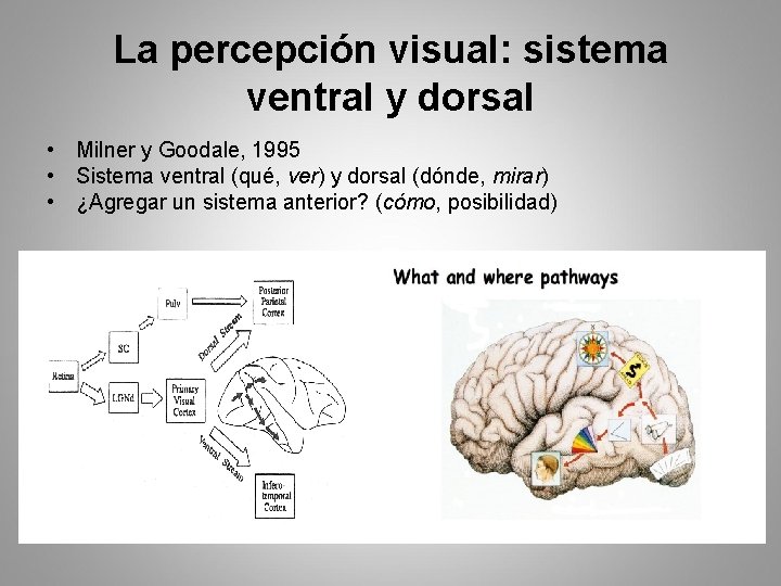 La percepción visual: sistema ventral y dorsal • Milner y Goodale, 1995 • Sistema