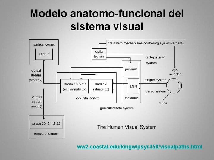 Modelo anatomo-funcional del sistema visual ww 2. coastal. edu/kingw/psyc 450/visualpaths. html 