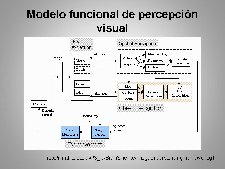 Modelo funcional de percepción visual http: //mind. kaist. ac. kr/3_re/Brain. Science/Image. Understanding. Framework. gif