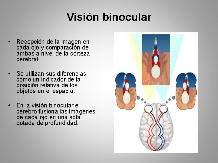 Visión binocular • Recepción de la imagen en cada ojo y comparación de ambas