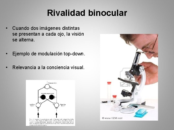 Rivalidad binocular • Cuando dos imágenes distintas se presentan a cada ojo, la visión