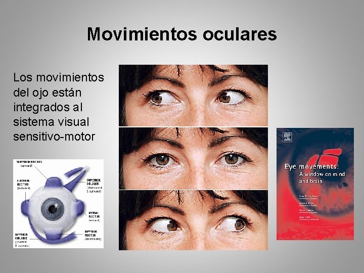 Movimientos oculares Los movimientos del ojo están integrados al sistema visual sensitivo-motor 