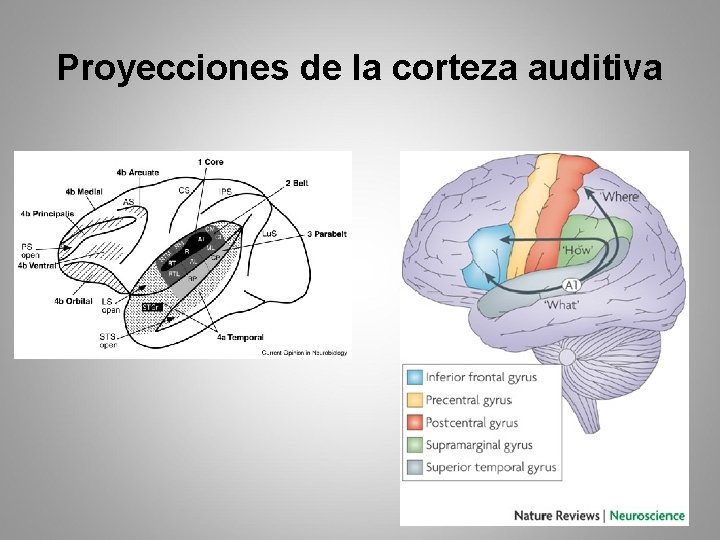 Proyecciones de la corteza auditiva 