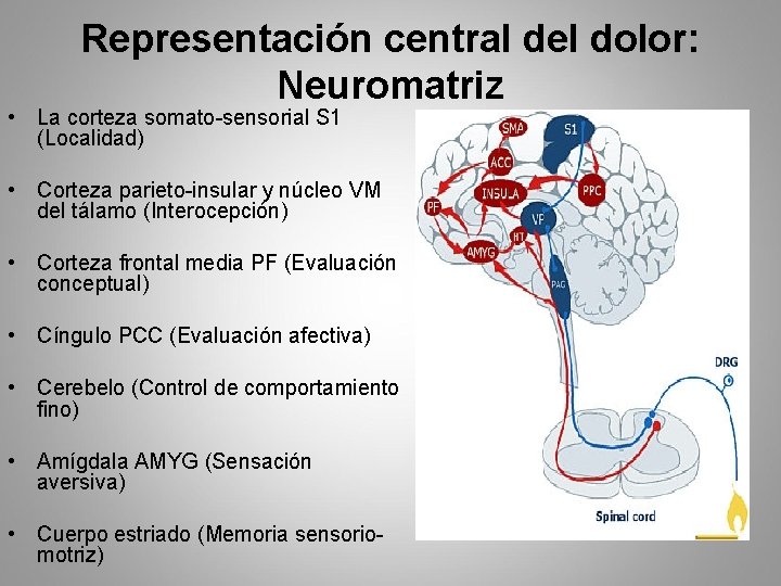 Representación central del dolor: Neuromatriz • La corteza somato-sensorial S 1 (Localidad) • Corteza