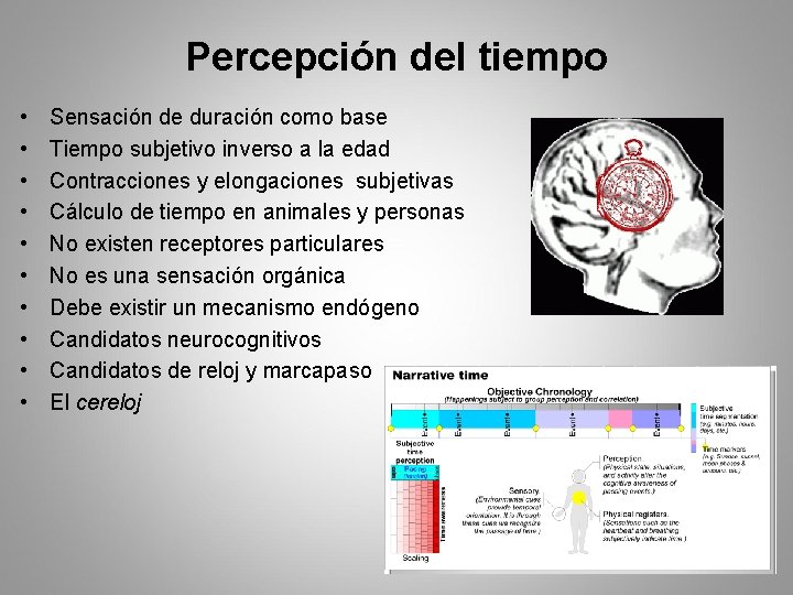 Percepción del tiempo • • • Sensación de duración como base Tiempo subjetivo inverso