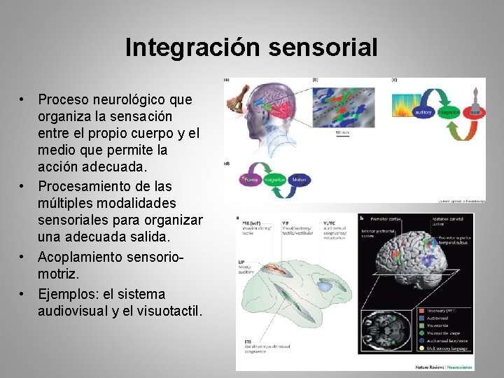 Integración sensorial • Proceso neurológico que organiza la sensación entre el propio cuerpo y