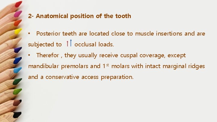 2 - Anatomical position of the tooth • Posterior teeth are located close to