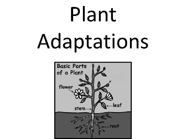 Plant Adaptations 