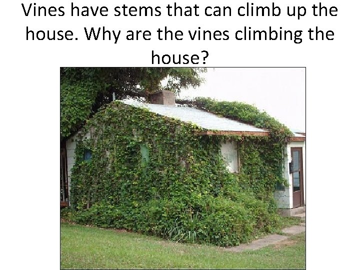 Vines have stems that can climb up the house. Why are the vines climbing