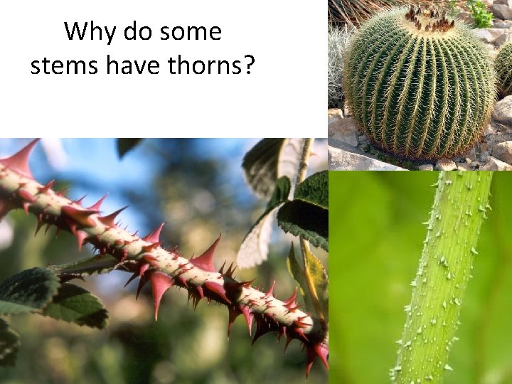 Why do some stems have thorns? 
