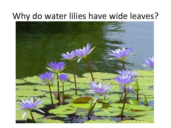 Why do water lilies have wide leaves? 