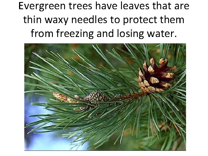Evergreen trees have leaves that are thin waxy needles to protect them from freezing