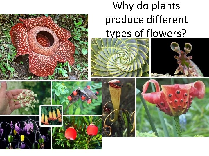 Why do plants produce different types of flowers? 