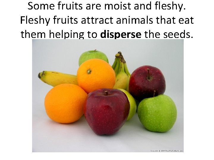 Some fruits are moist and fleshy. Fleshy fruits attract animals that eat them helping